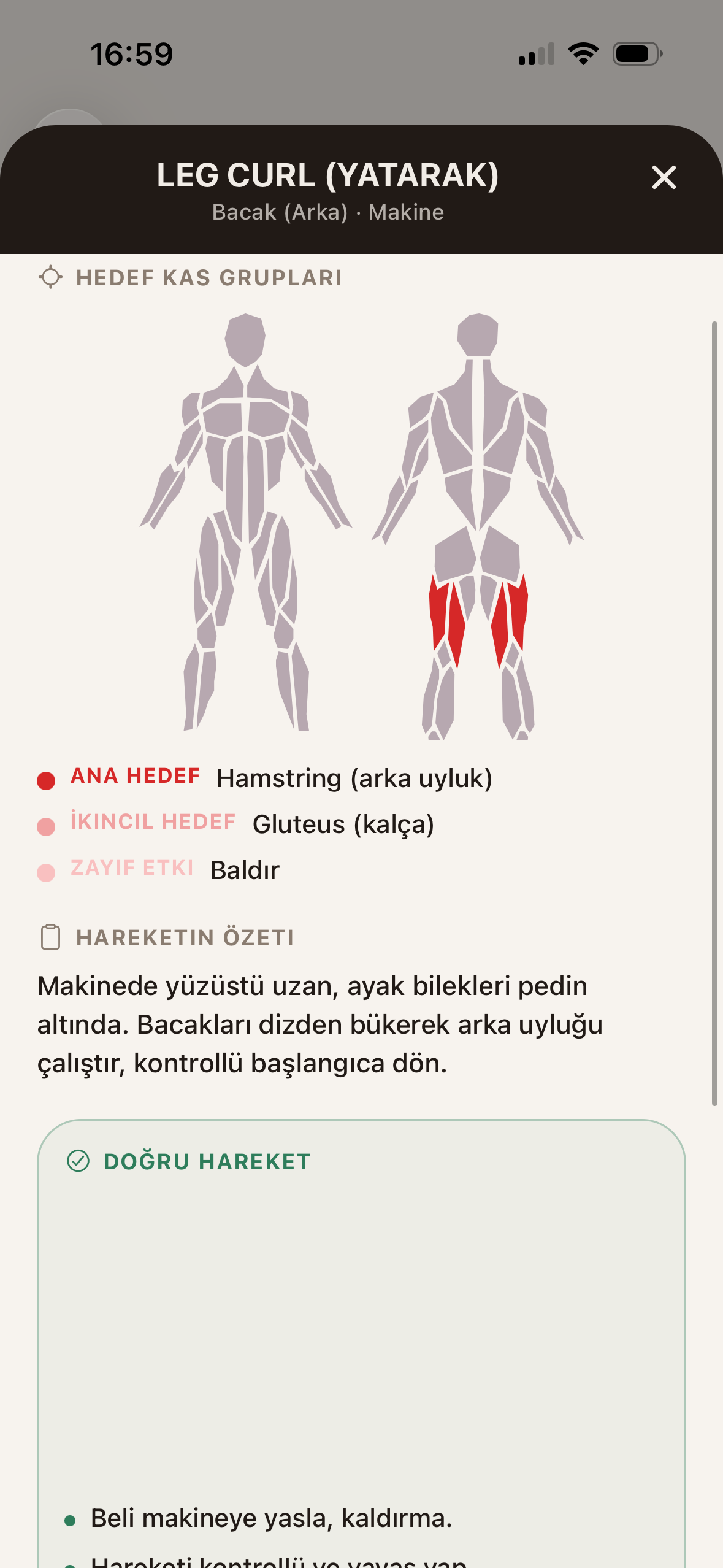 Hareket rehberi — hedef kas grupları